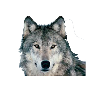 Wolf PNG-23215